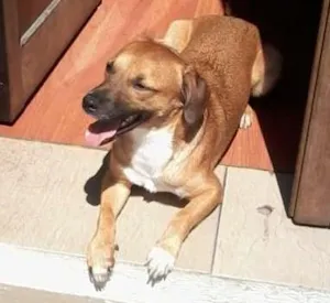 Cachorro raça SRD idade 2 anos nome Scooby