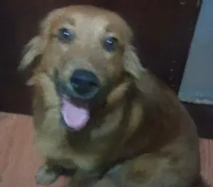 Cachorro raça SRD idade 1 ano nome Duquesa
