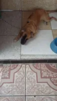 mel