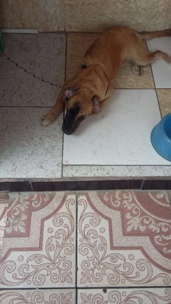 Cachorro raça SRD idade 2 a 6 meses nome mel