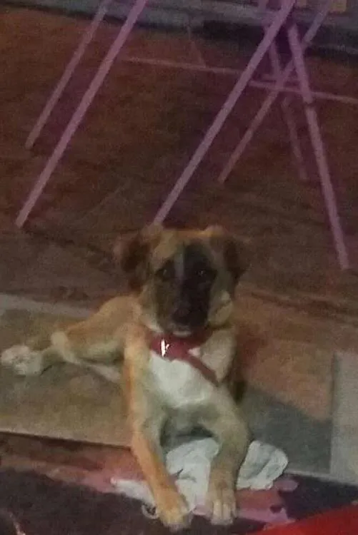 Cachorro raça SRD idade 2 a 6 meses nome mel