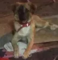 mel