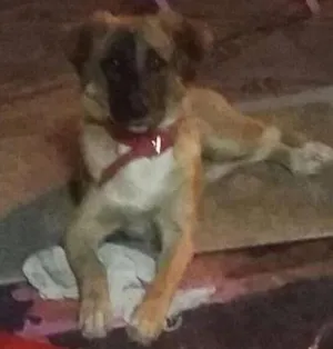 Cachorro raça SRD idade 2 a 6 meses nome mel