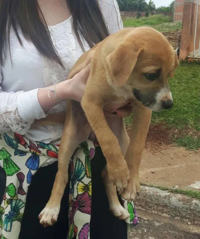 Cachorro ra a SRD idade 2 a 6 meses nome Filhotes 