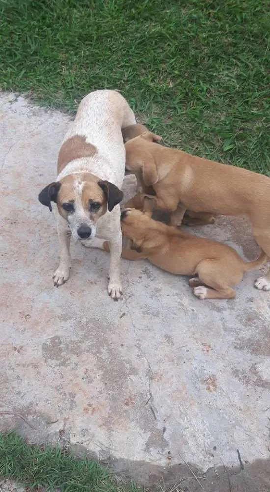 Cachorro ra a SRD idade 2 a 6 meses nome Filhotes 