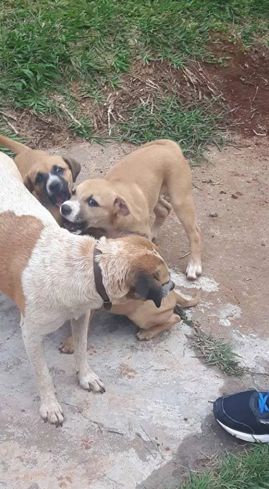 Cachorro ra a SRD idade 2 a 6 meses nome Filhotes 