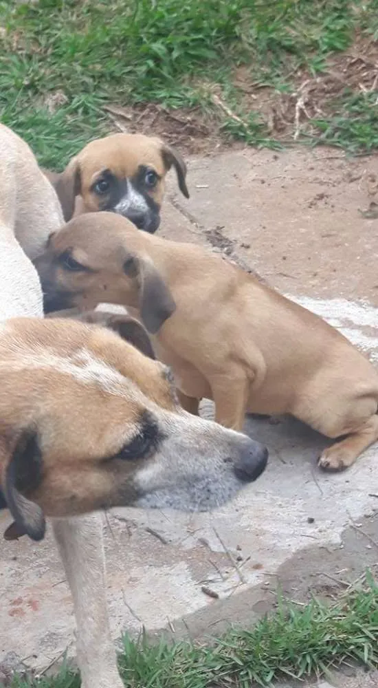 Cachorro ra a SRD idade 2 a 6 meses nome Filhotes 