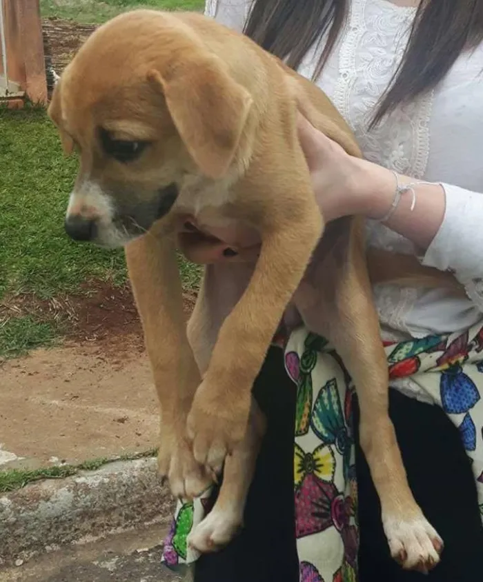 Cachorro ra a SRD idade 2 a 6 meses nome Filhotes 