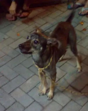 Cachorro raça Vira Lata idade  nome Leslie