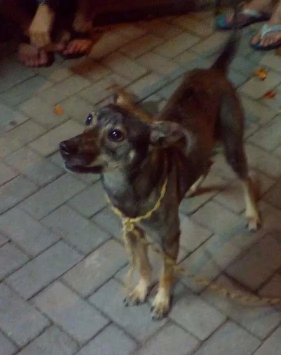 Cachorro ra a Vira Lata idade  nome Leslie