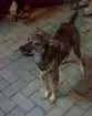 Cachorro raça Vira Lata idade  nome Leslie