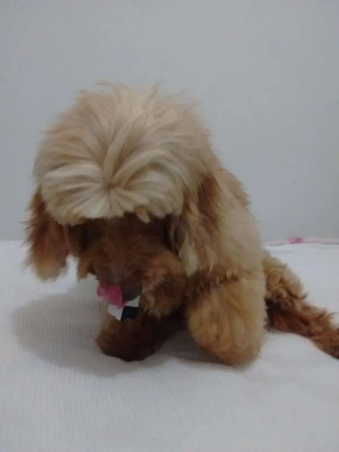 Cachorro ra a Acho que é poodle idade  nome Não sei!