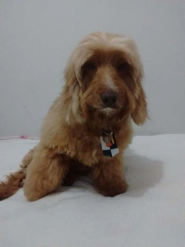 Cachorro ra a Acho que é poodle idade  nome Não sei!