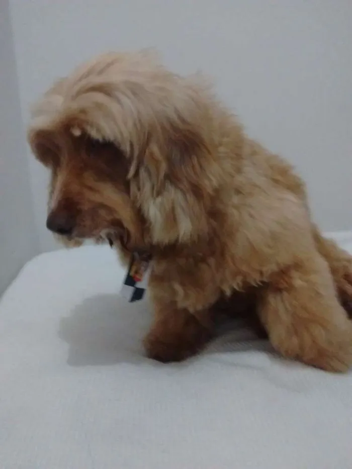 Cachorro ra a Acho que é poodle idade  nome Não sei!