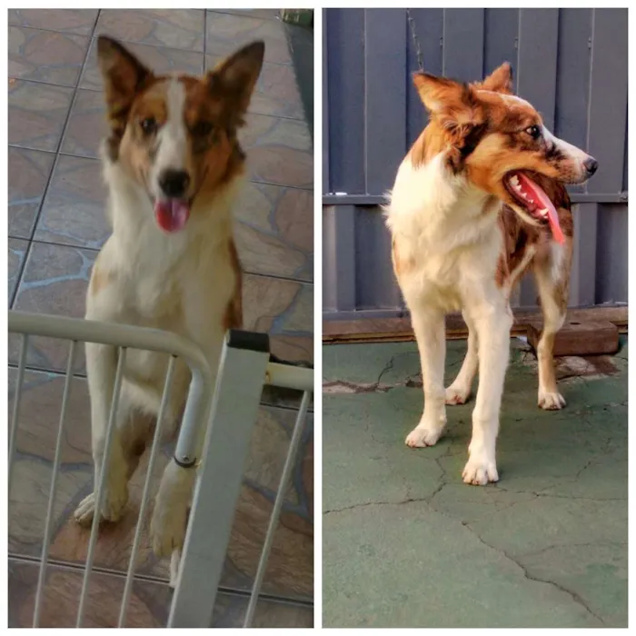 Cachorro ra a Border Collie. idade 7 a 11 meses nome Dante