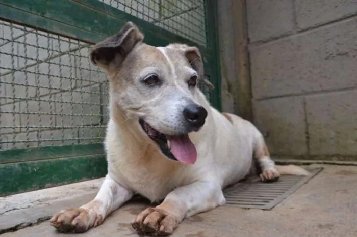 Cachorro raça SRD idade 6 ou mais anos nome BOLINHA uma senhori