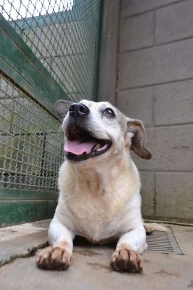 Cachorro raça SRD idade 6 ou mais anos nome BOLINHA uma senhori