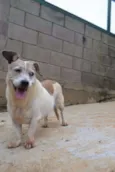 Cachorro raça SRD idade 6 ou mais anos nome BOLINHA uma senhori