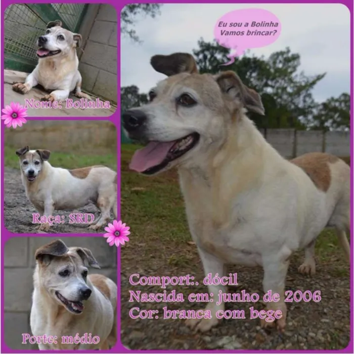 Cachorro raça SRD idade 6 ou mais anos nome BOLINHA uma senhori