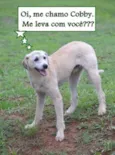 Cachorro raça SRD idade 6 ou mais anos nome COBBY, Perfeição!