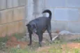 BRUNINHO - Um anjinho!