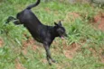 BRUNINHO - Um anjinho!