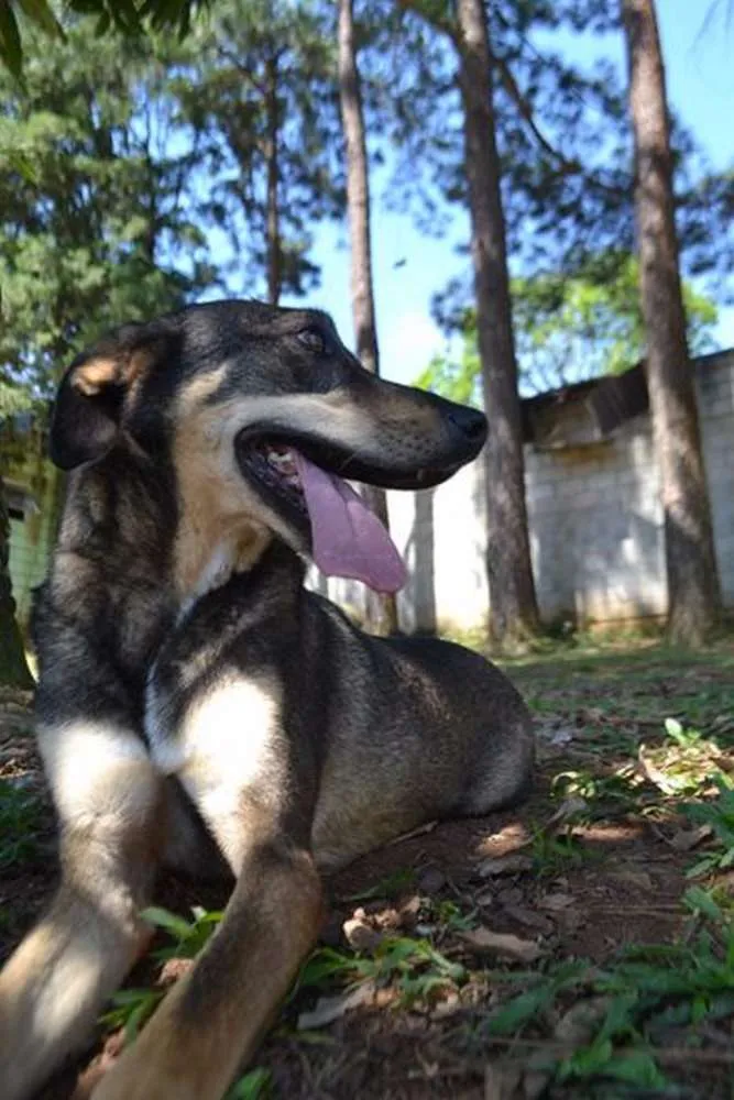 Cachorro raça SRD idade 6 ou mais anos nome RONALDO, Um fenômeno! 