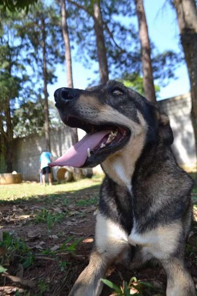 Cachorro raça SRD idade 6 ou mais anos nome RONALDO, Um fenômeno! 