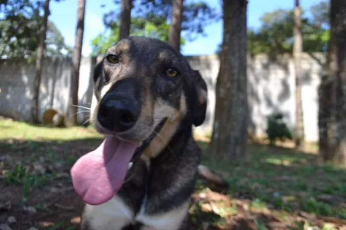 Cachorro raça SRD idade 6 ou mais anos nome RONALDO, Um fenômeno! 