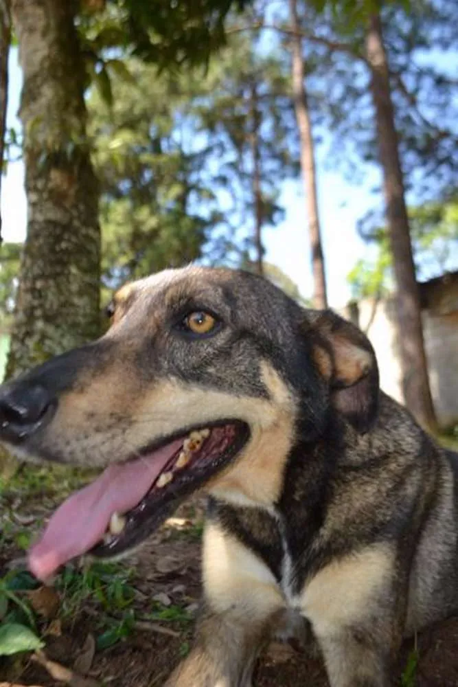 Cachorro raça SRD idade 6 ou mais anos nome RONALDO, Um fenômeno! 