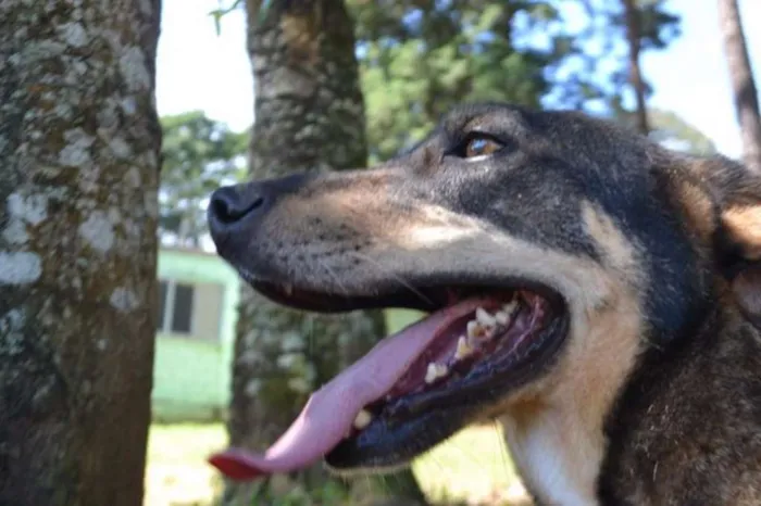Cachorro raça SRD idade 6 ou mais anos nome RONALDO, Um fenômeno! 