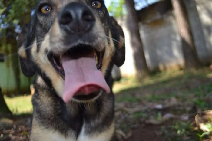 Cachorro raça SRD idade 6 ou mais anos nome RONALDO, Um fenômeno! 