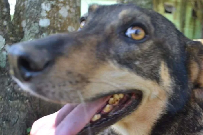 Cachorro raça SRD idade 6 ou mais anos nome RONALDO, Um fenômeno! 