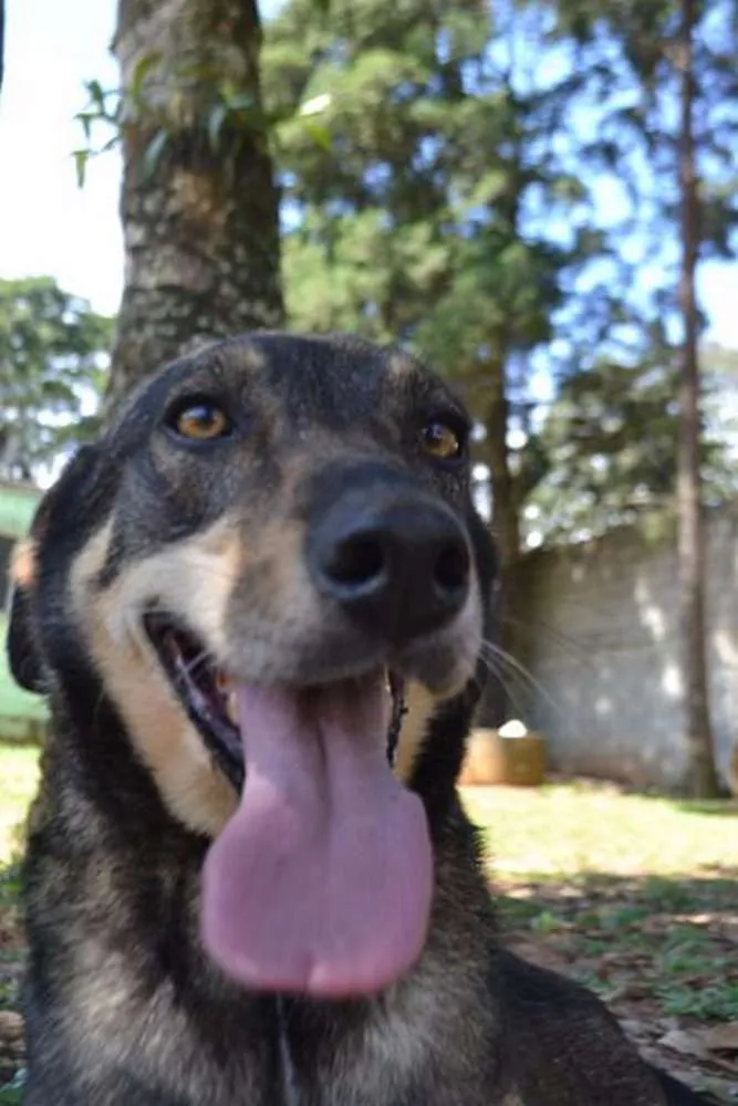 Cachorro raça SRD idade 6 ou mais anos nome RONALDO, Um fenômeno! 