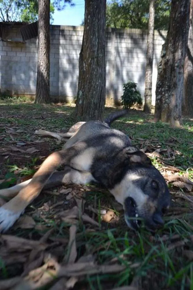 Cachorro raça SRD idade 6 ou mais anos nome RONALDO, Um fenômeno! 
