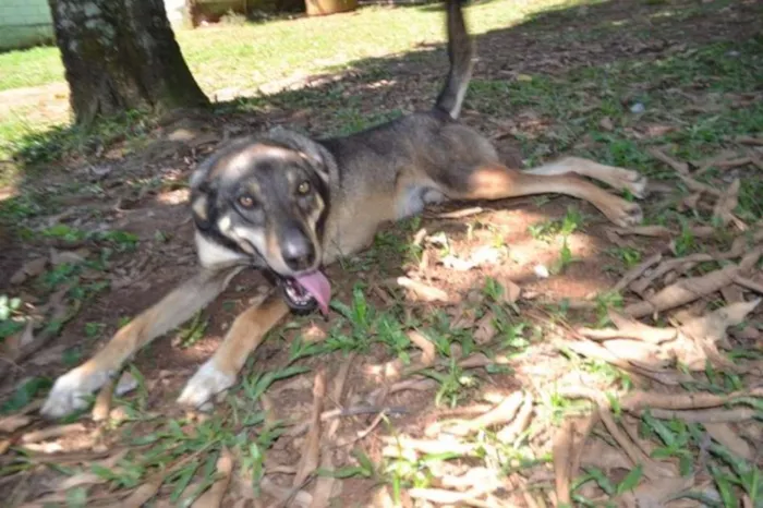 Cachorro raça SRD idade 6 ou mais anos nome RONALDO, Um fenômeno! 
