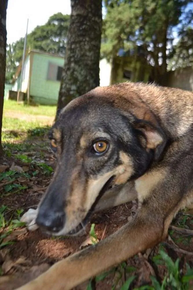 Cachorro raça SRD idade 6 ou mais anos nome RONALDO, Um fenômeno! 