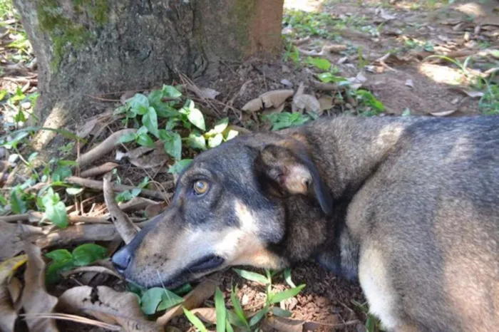 Cachorro raça SRD idade 6 ou mais anos nome RONALDO, Um fenômeno! 