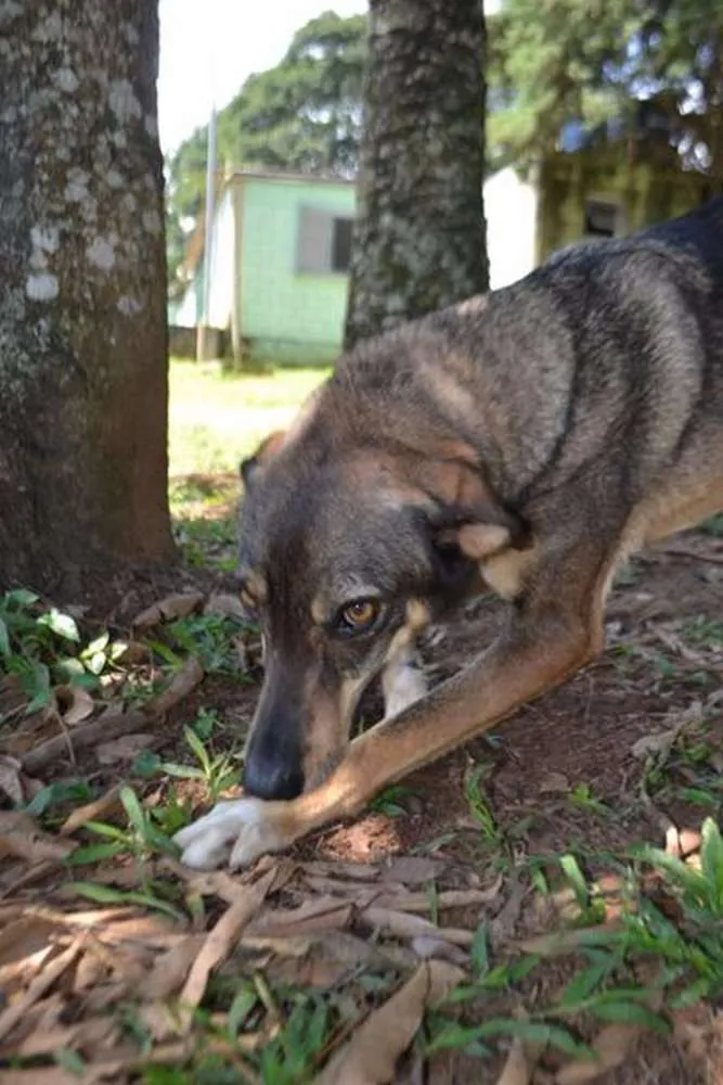 Cachorro raça SRD idade 6 ou mais anos nome RONALDO, Um fenômeno! 