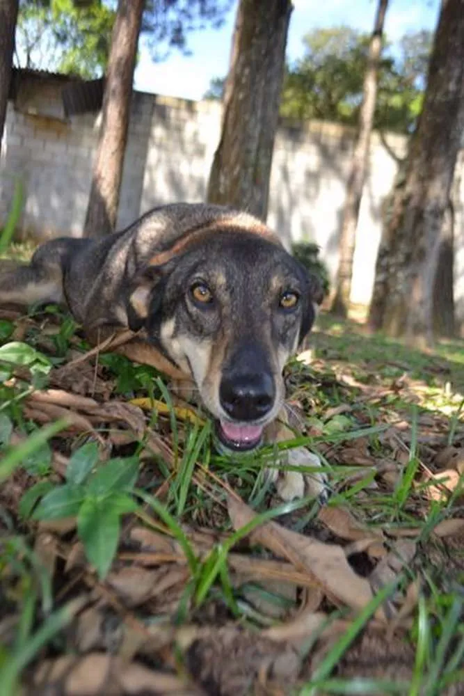Cachorro raça SRD idade 6 ou mais anos nome RONALDO, Um fenômeno! 