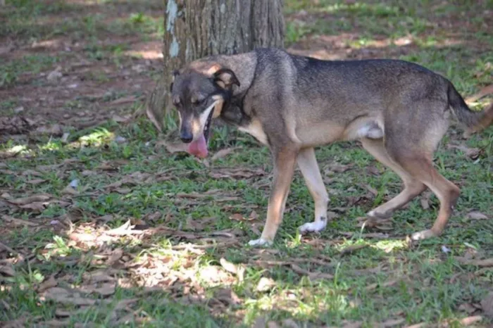 Cachorro raça SRD idade 6 ou mais anos nome RONALDO, Um fenômeno! 