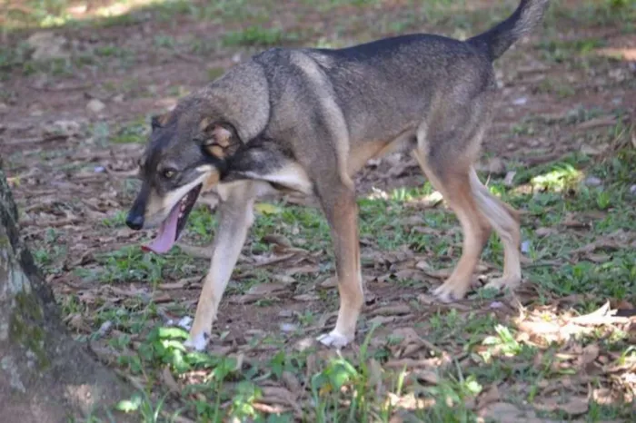 Cachorro raça SRD idade 6 ou mais anos nome RONALDO, Um fenômeno! 