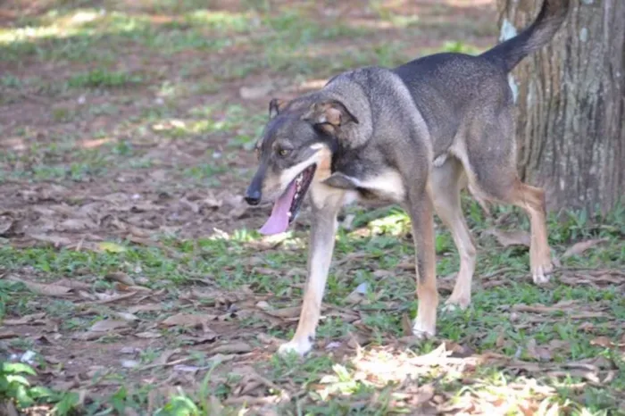 Cachorro raça SRD idade 6 ou mais anos nome RONALDO, Um fenômeno! 