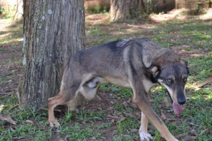 Cachorro raça SRD idade 6 ou mais anos nome RONALDO, Um fenômeno! 