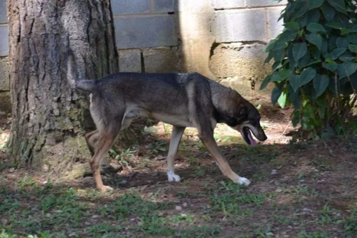 Cachorro raça SRD idade 6 ou mais anos nome RONALDO, Um fenômeno! 