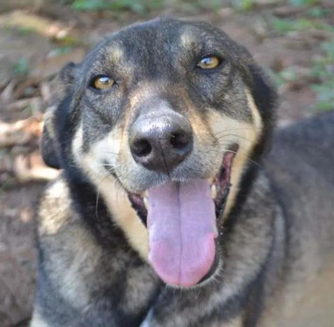 Cachorro raça SRD idade 6 ou mais anos nome RONALDO, Um fenômeno! 