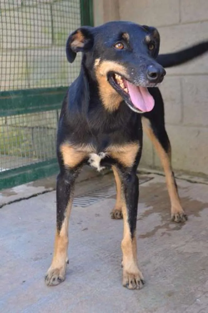 Cachorro ra a SRD idade 6 ou mais anos nome ABIGAIL - Doce menina!
