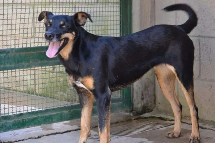 Cachorro ra a SRD idade 6 ou mais anos nome ABIGAIL - Doce menina!