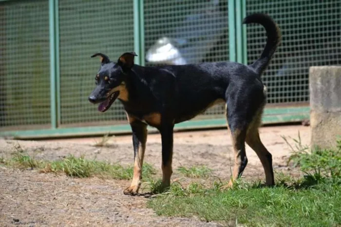 Cachorro ra a SRD idade 6 ou mais anos nome ABIGAIL - Doce menina!
