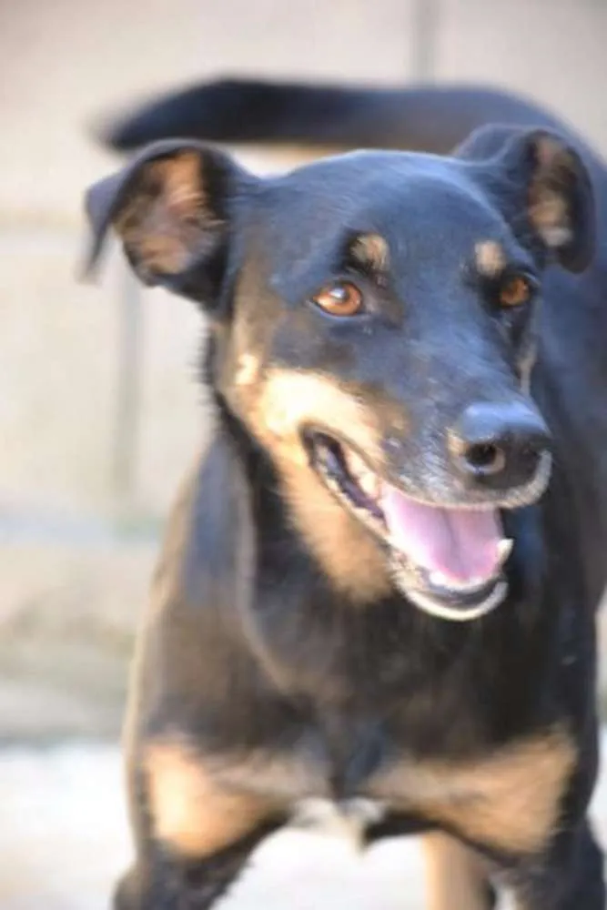 Cachorro ra a SRD idade 6 ou mais anos nome ABIGAIL - Doce menina!